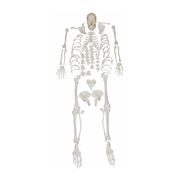 A10106 Anatomia 1