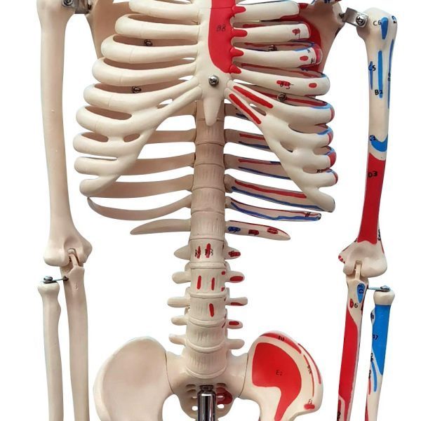 A10112 Anatomia 1