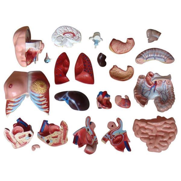 A20102 Anatomia 3