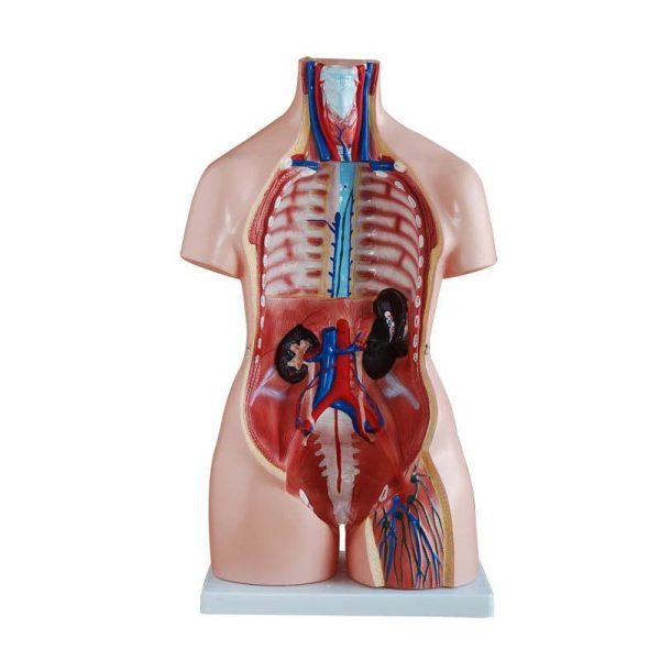 A20105 Anatomia 1