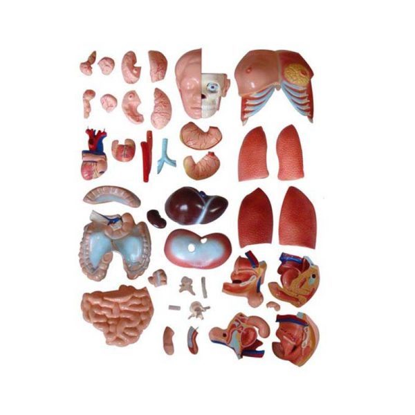 A20105 Anatomia 3
