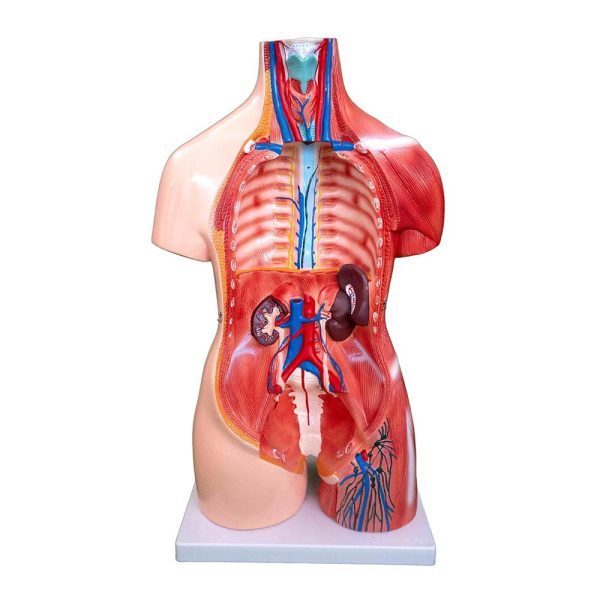 A20106 Anatomia 1