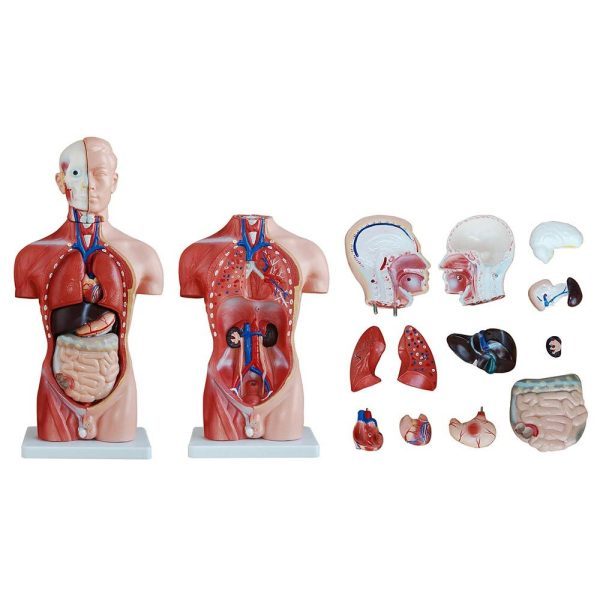 A20201 Anatomia 3