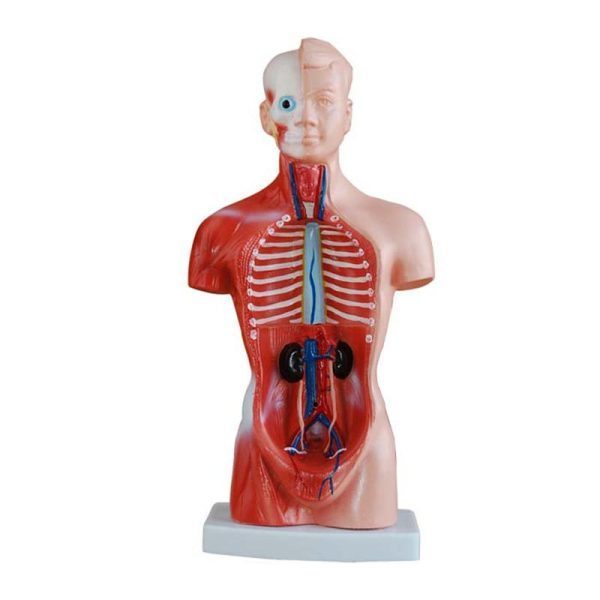 A20301 Anatomia 1