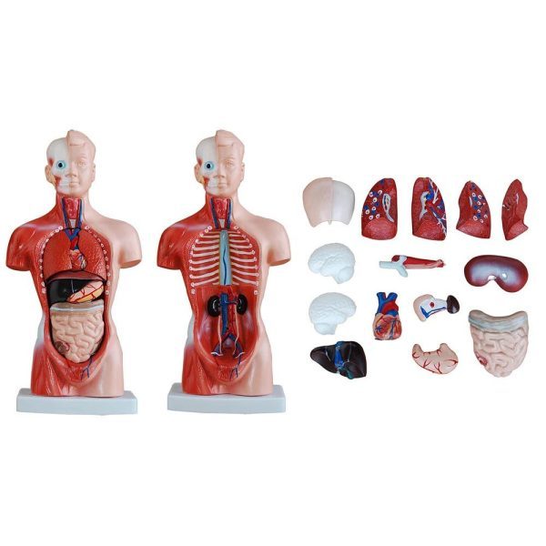A20301 Anatomia 3