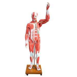 Life-Size Human Muscle Model 29 Parts