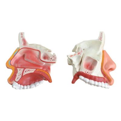 Nasal Cavity Model